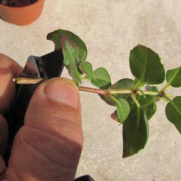 Pour ce travail utilisez un outil désinfecté Pour ce travail utilisez un outil désinfecté